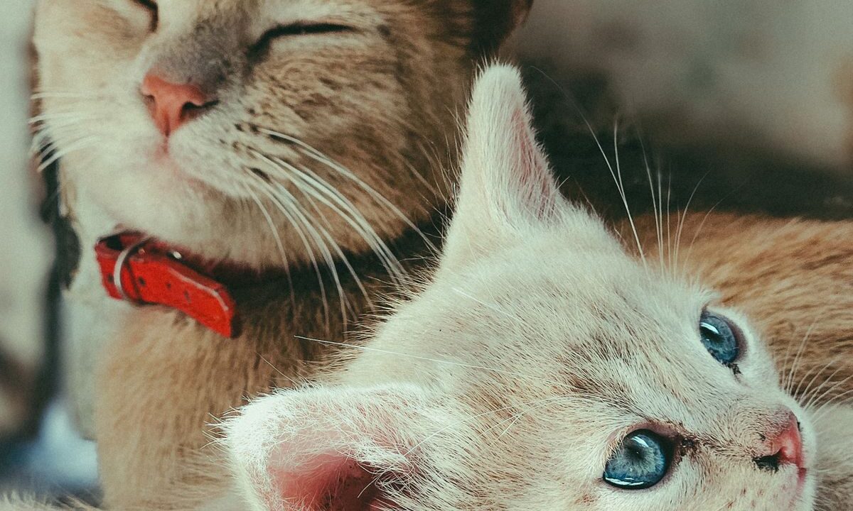 Older ginger cat and young kitten resting calmly together indoors