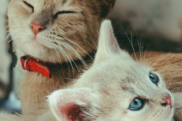 Older ginger cat and young kitten resting calmly together indoors
