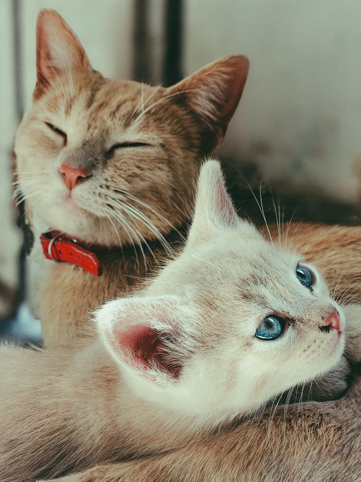 Older ginger cat and young kitten resting calmly together indoors