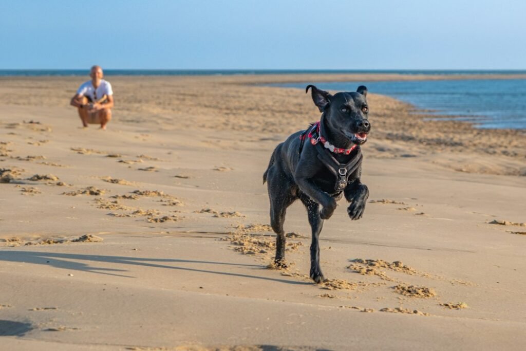 Young black Labrador Retriever running on a beach