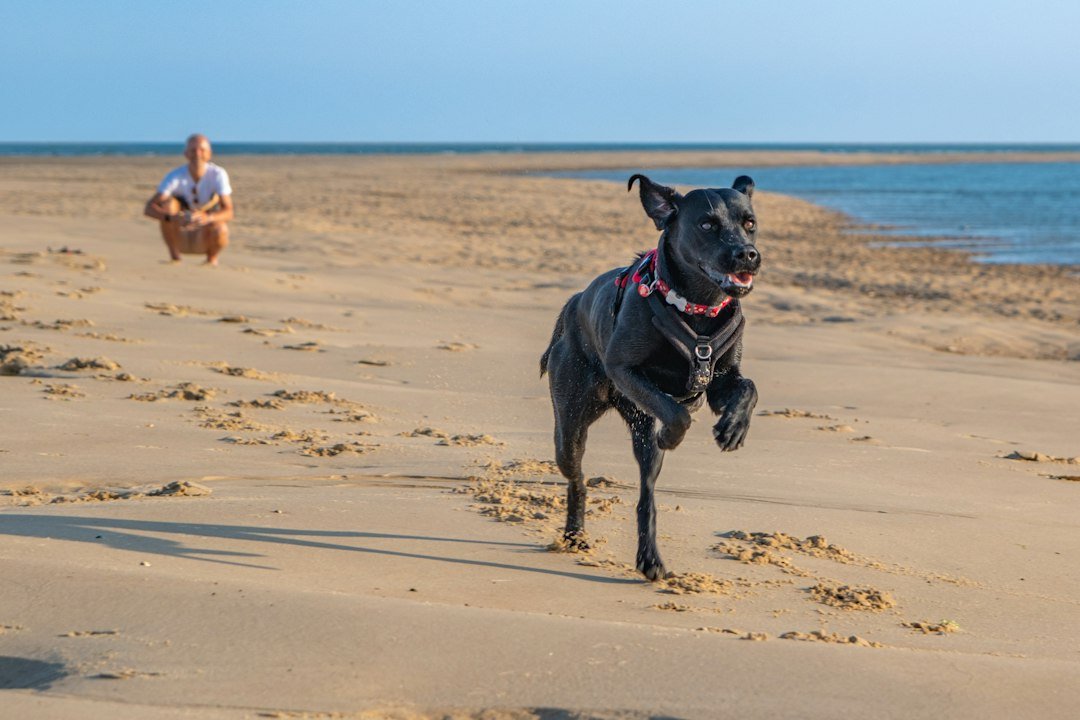Young black Labrador Retriever running on a beach