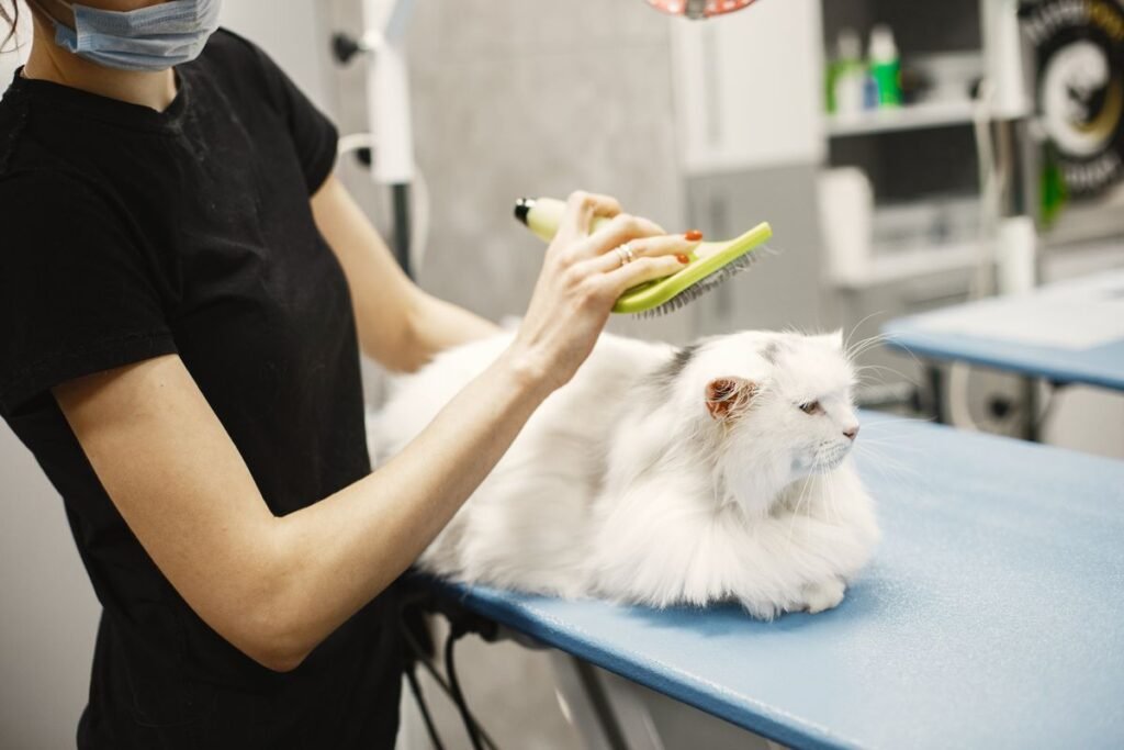 Long-haired white cat being gently brushed during a grooming session