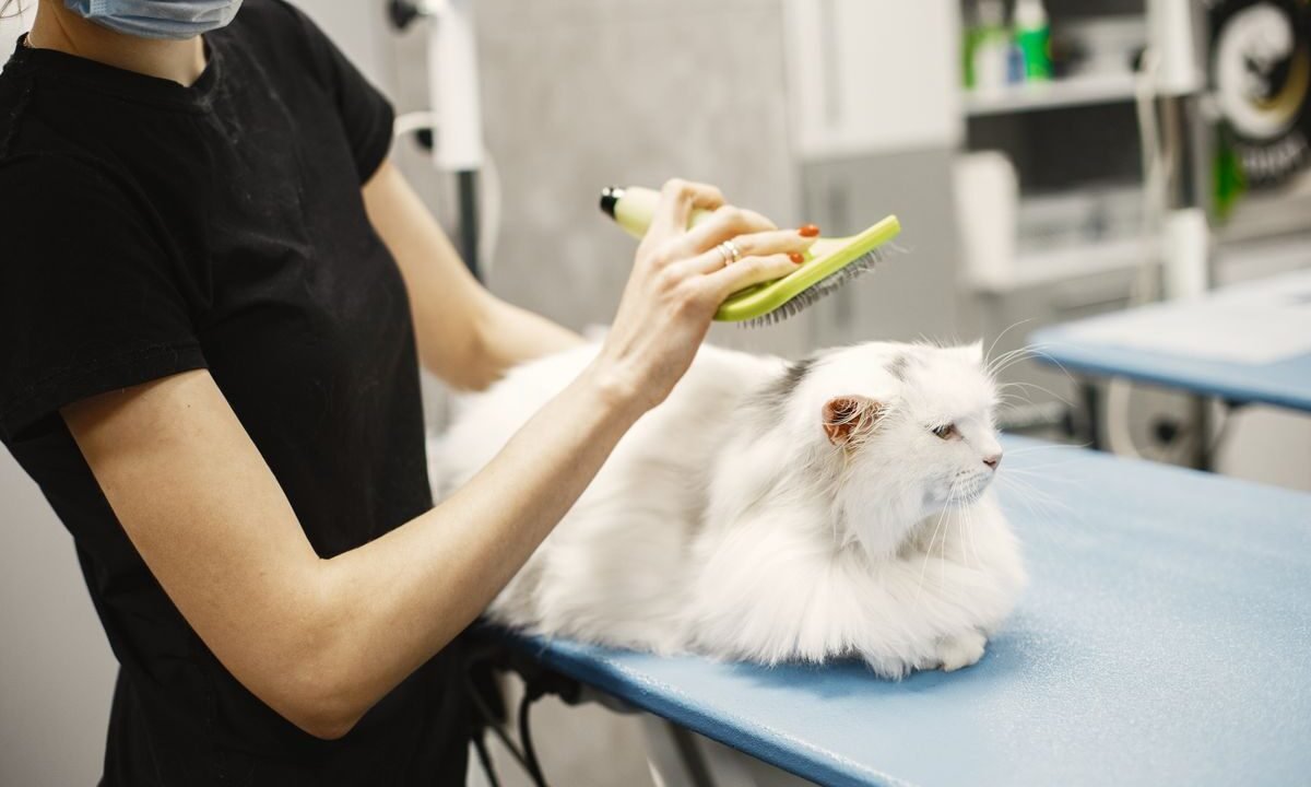 Long-haired white cat being gently brushed during a grooming session