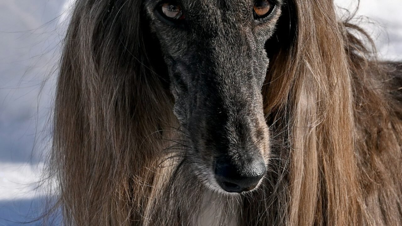 Long-haired Afghan Hound showing a coat that needs regular brushing and combing