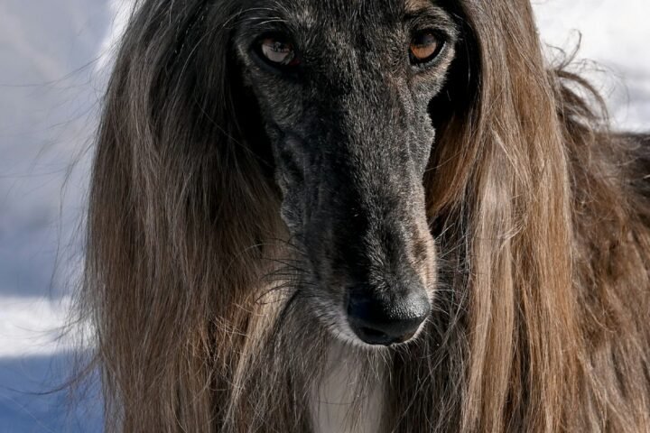 Long-haired Afghan Hound showing a coat that needs regular brushing and combing
