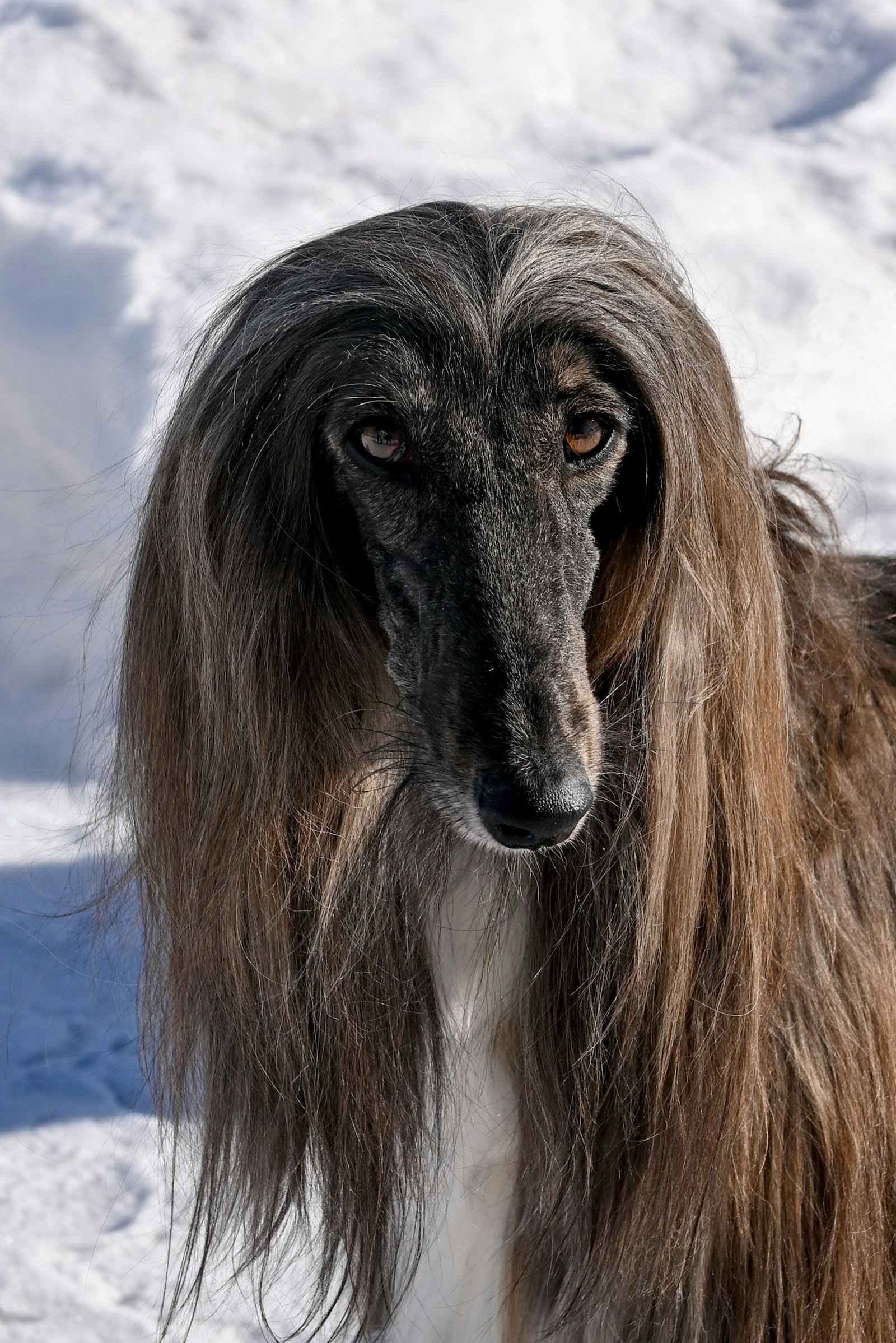 Long-haired Afghan Hound showing a coat that needs regular brushing and combing