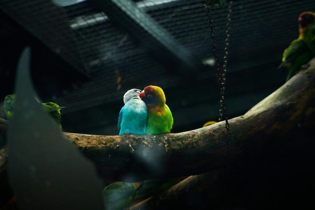 Two colorful lovebirds perched closely together on a natural branch