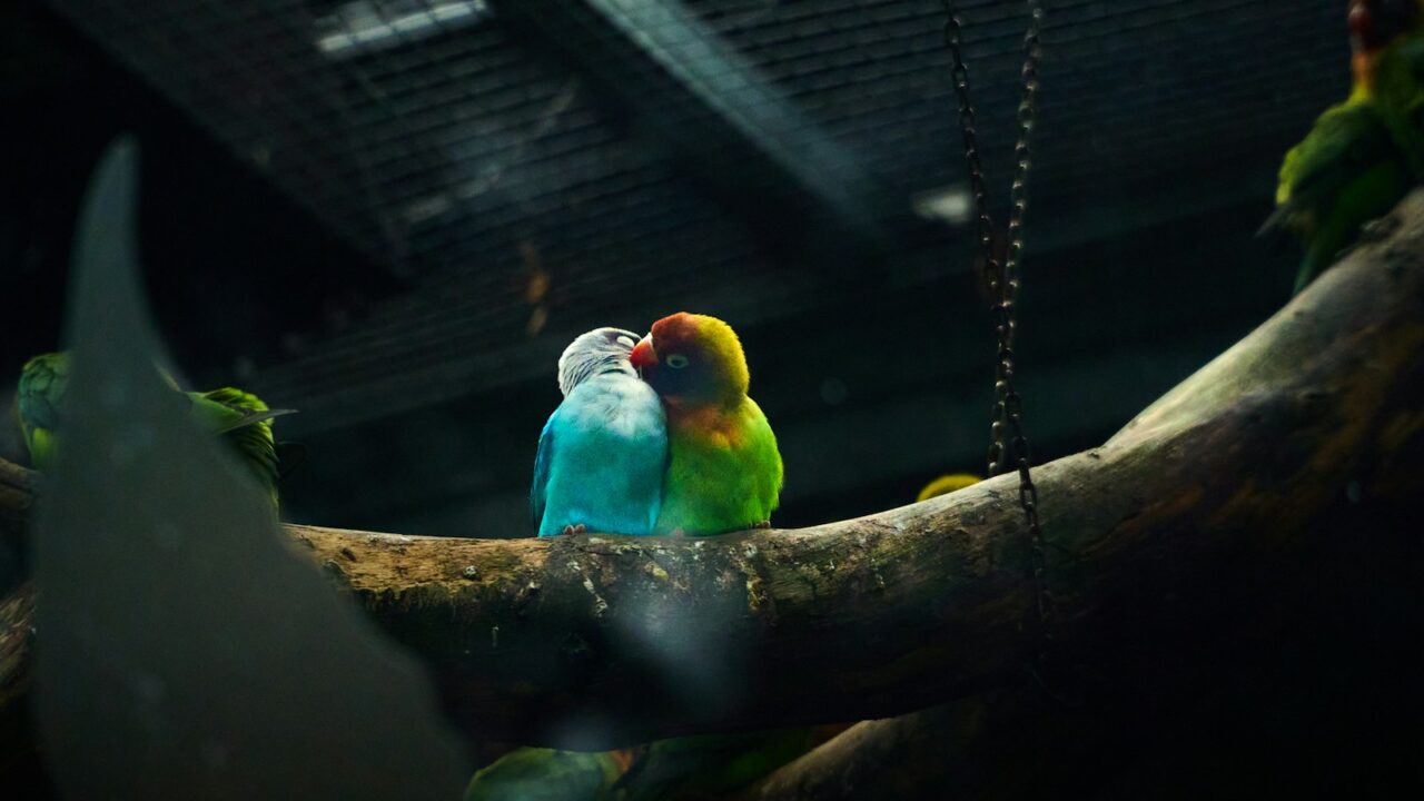 Two colorful lovebirds perched closely together on a natural branch
