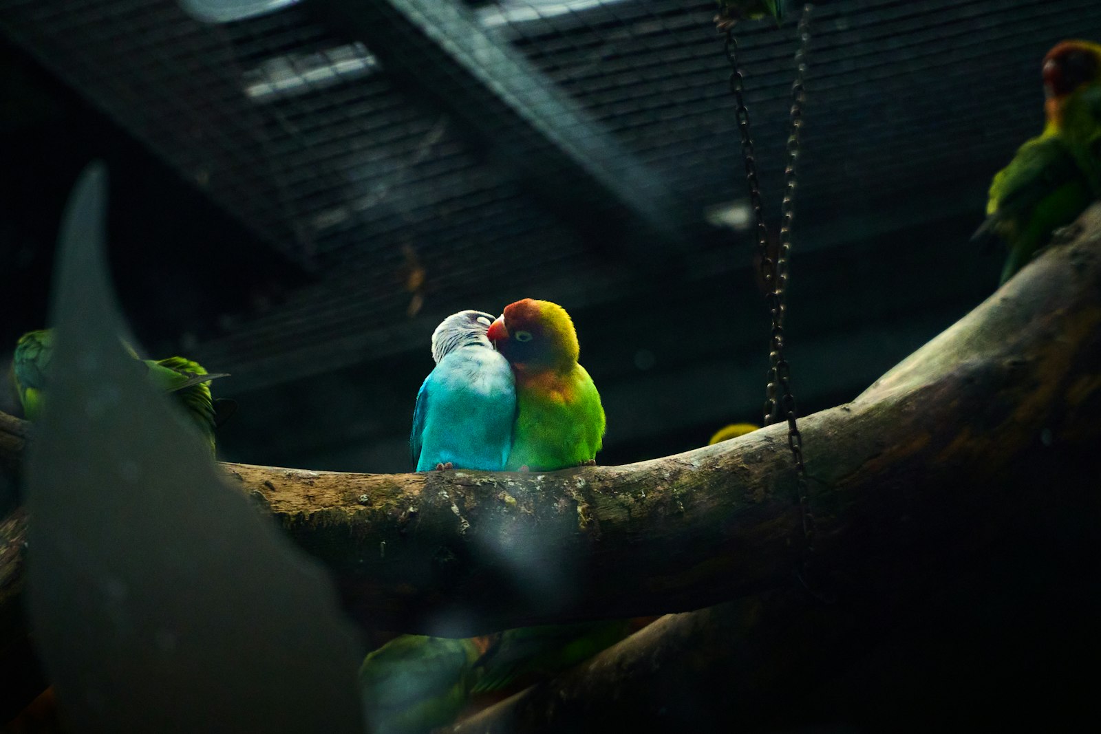 Two colorful lovebirds perched closely together on a natural branch