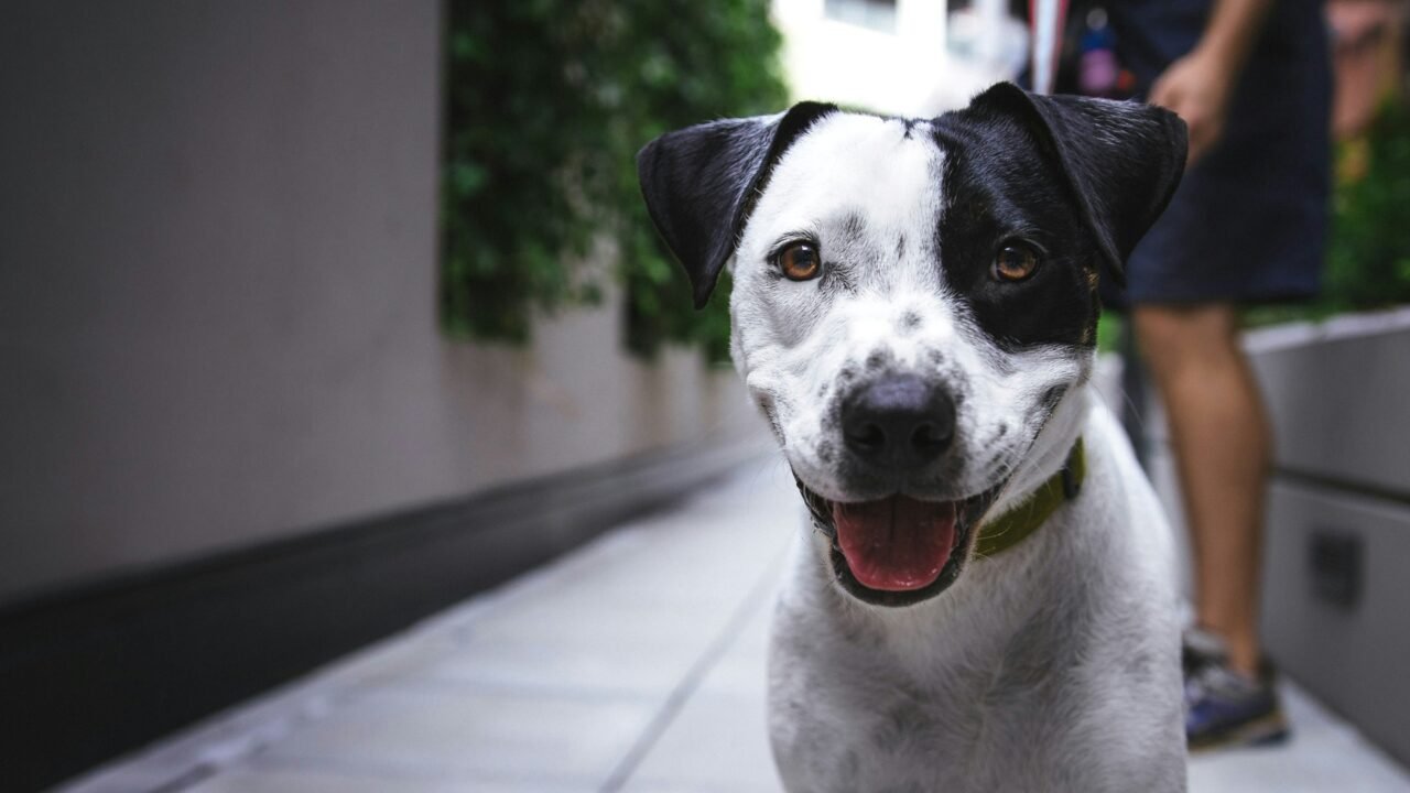Dog walking outdoors on a leash as part of a practical low-waste care routine