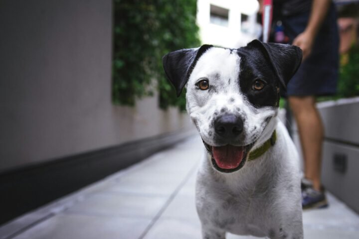 Dog walking outdoors on a leash as part of a practical low-waste care routine