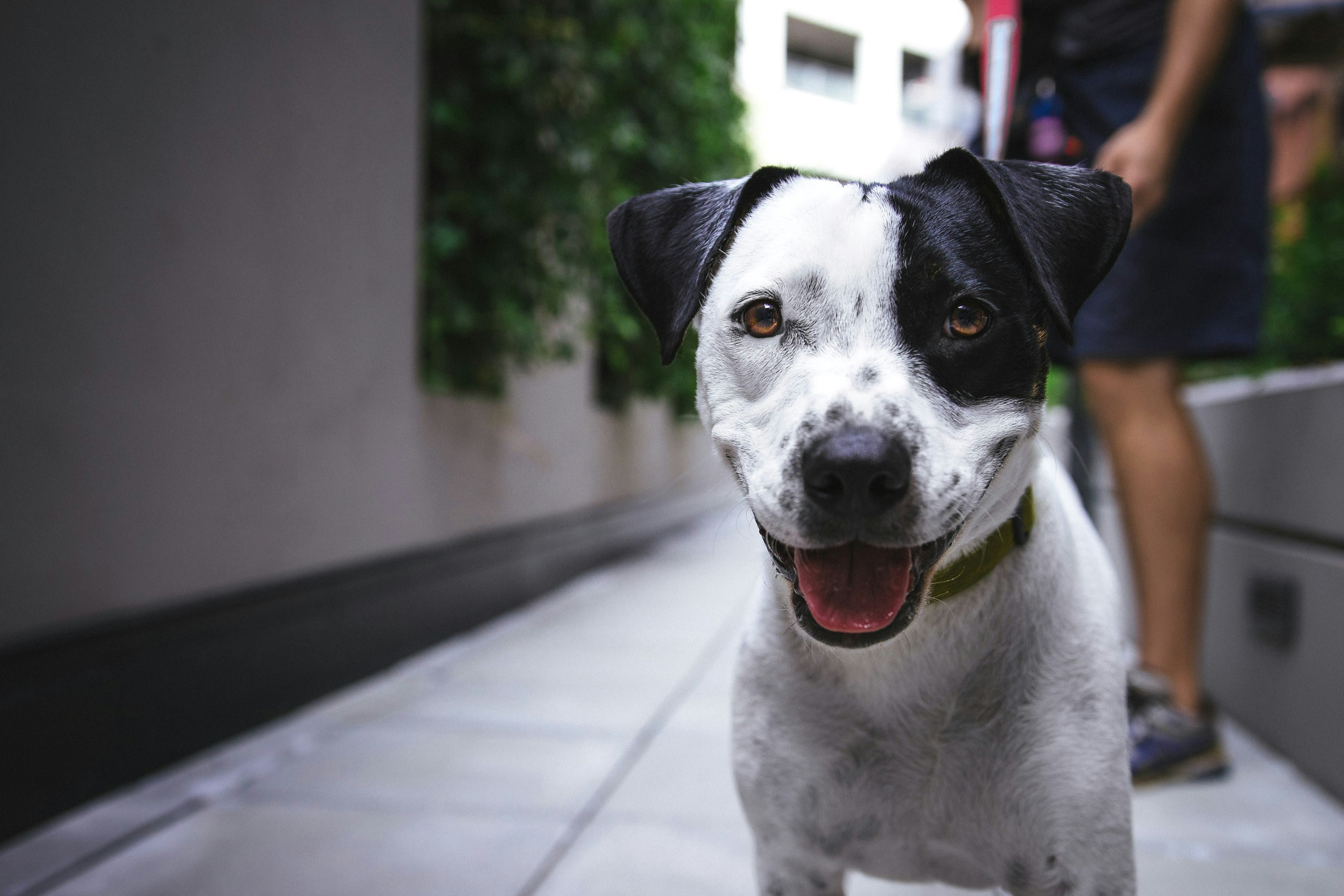 Dog with reusable care supplies for lower-waste pet ownership