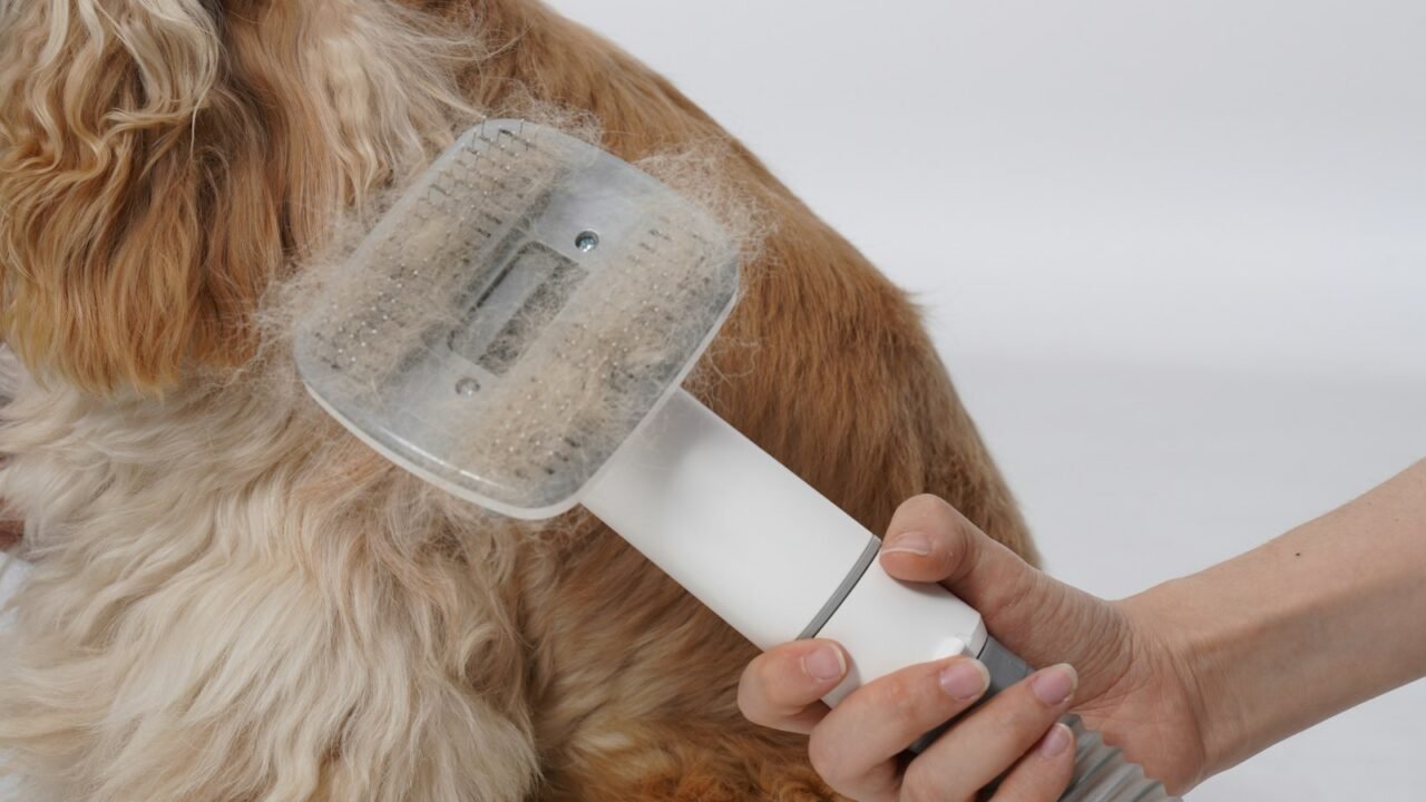 Long-haired dog being brushed during coat maintenance