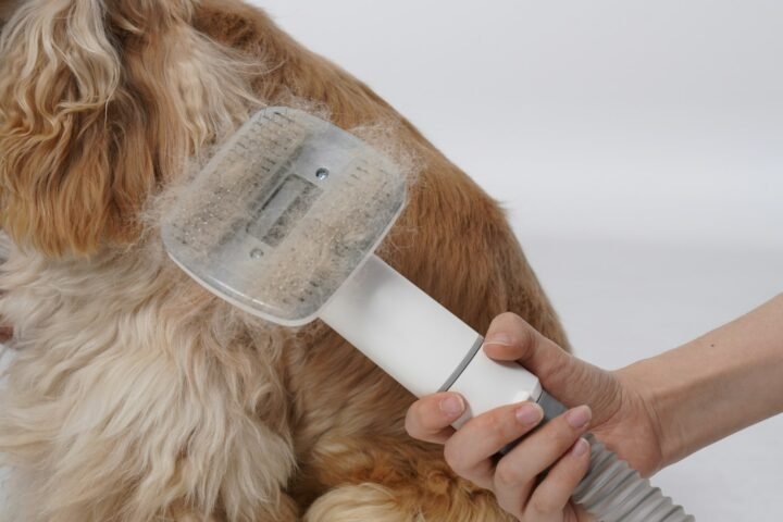 Long-haired dog being brushed during coat maintenance