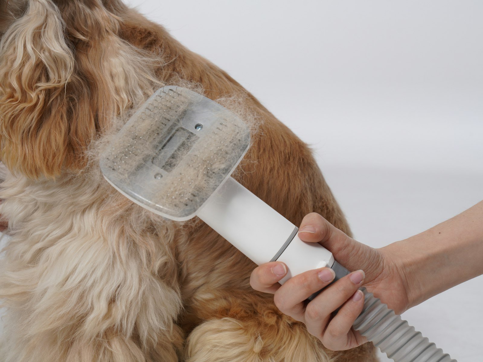 Long-haired dog being brushed during coat maintenance