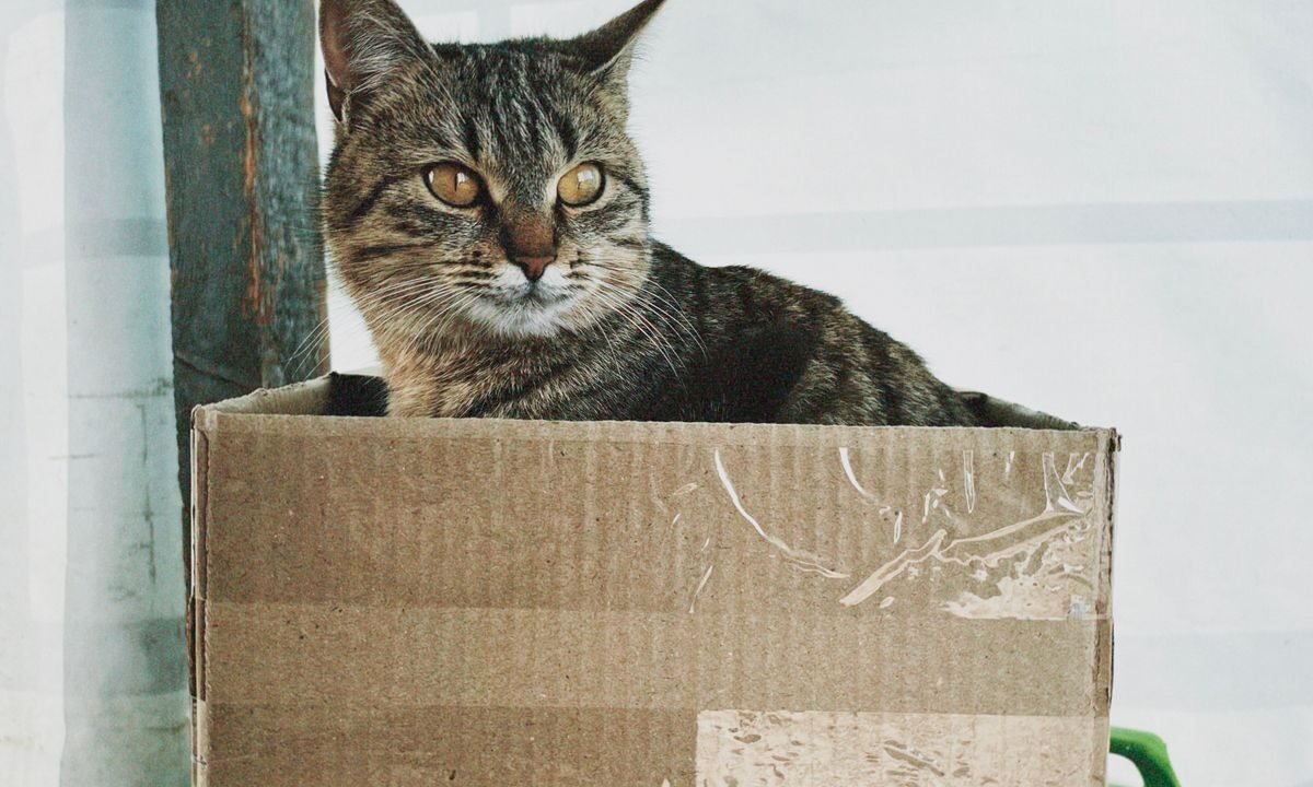 Tabby cat sitting in a cardboard box during a household move