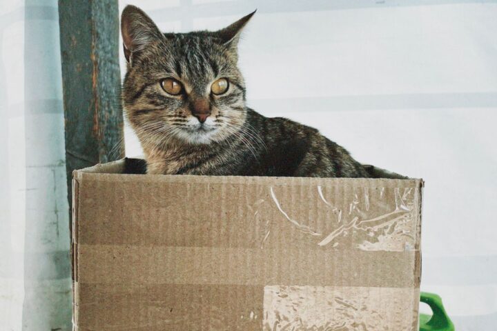 Tabby cat sitting in a cardboard box during a household move