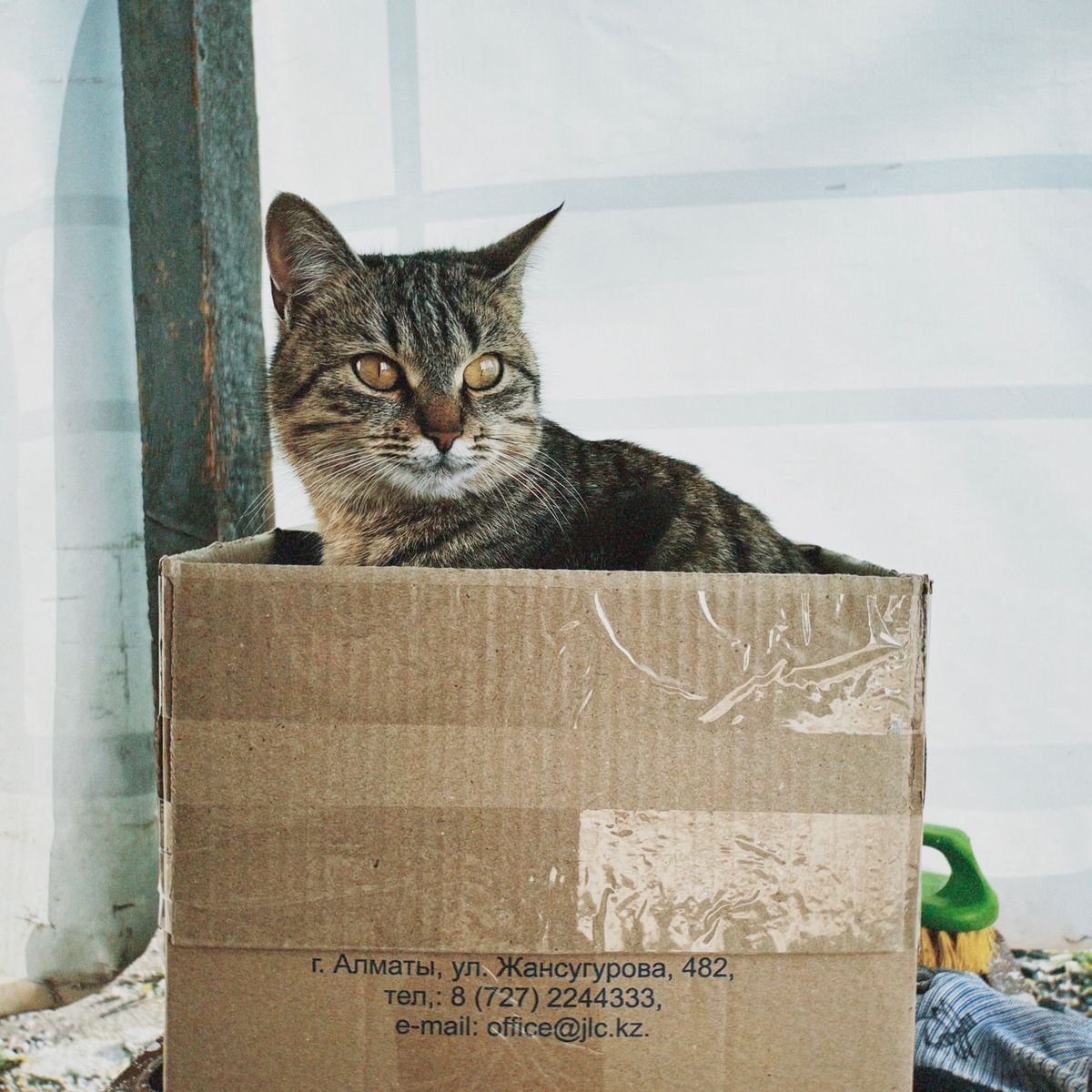 Tabby cat sitting in a cardboard box during a household move