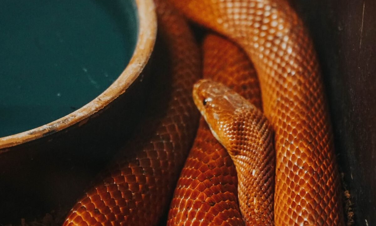 Corn snake resting in a terrarium with a water dish and nighttime temperature zone