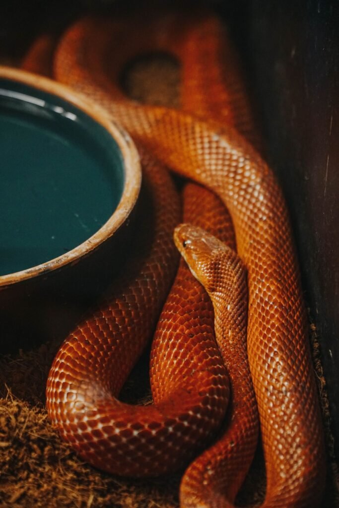 Corn snake resting in a terrarium with a water dish and nighttime temperature zone