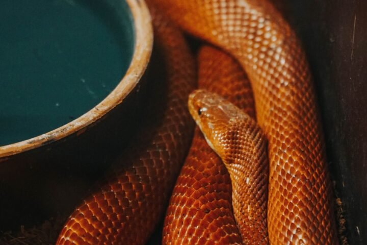 Corn snake resting in a terrarium with a water dish and nighttime temperature zone