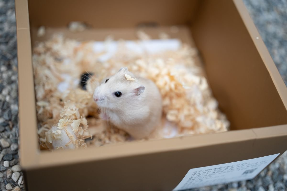 Hamster sitting in a box of bedding material during a small-pet substrate comparison