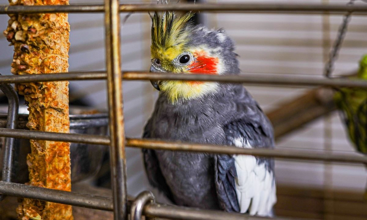 Pet parrot in an enriched cage with toys, perches and feeding items
