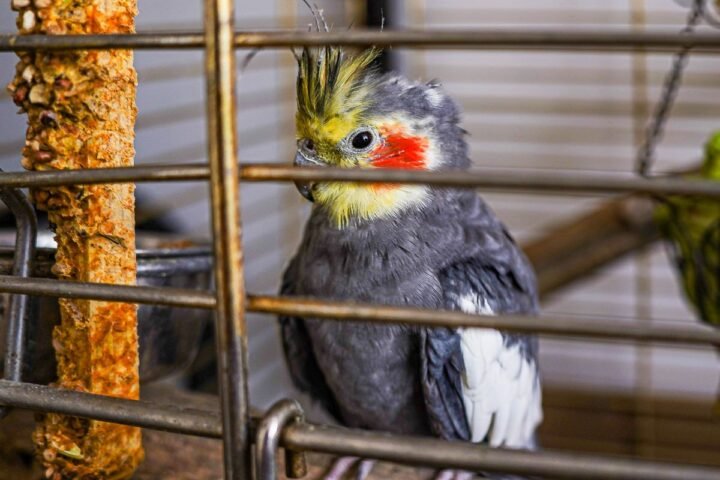Pet parrot in an enriched cage with toys, perches and feeding items