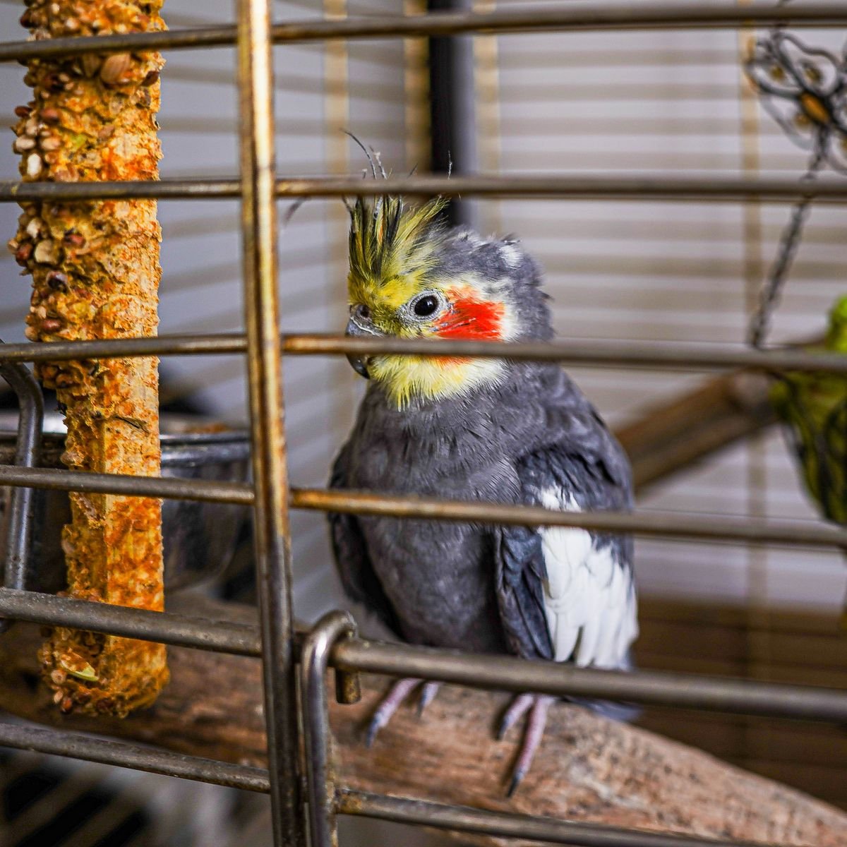 Pet parrot in an enriched cage with toys, perches and feeding items