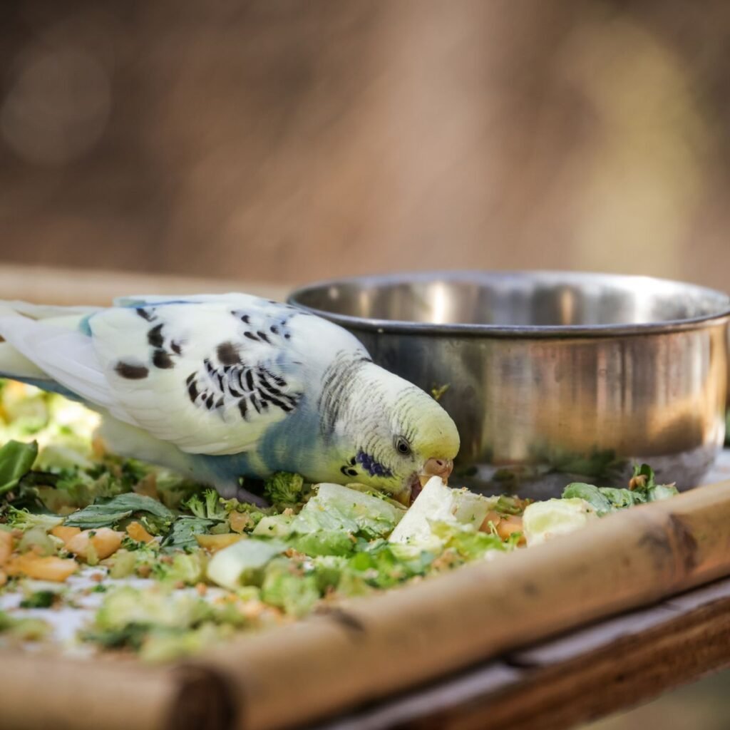 Pet bird eating fresh leafy vegetables from a feeding dish