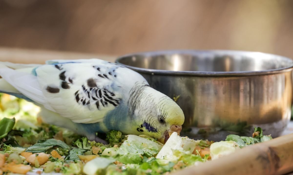 Pet bird eating fresh leafy vegetables from a feeding dish