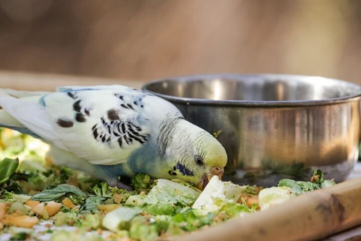 Pet bird eating fresh leafy vegetables from a feeding dish
