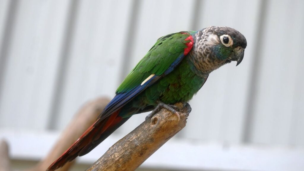 Green-cheeked parakeet standing on a natural branch perch with feet clearly visible