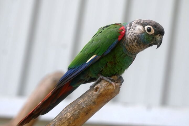 Green-cheeked parakeet standing on a natural branch perch with feet clearly visible
