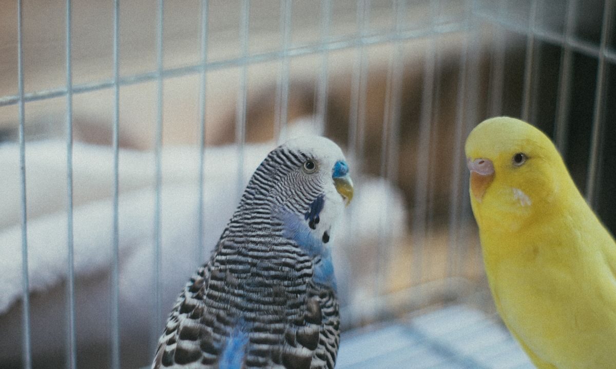 Two colorful pet birds perched inside a clean indoor cage