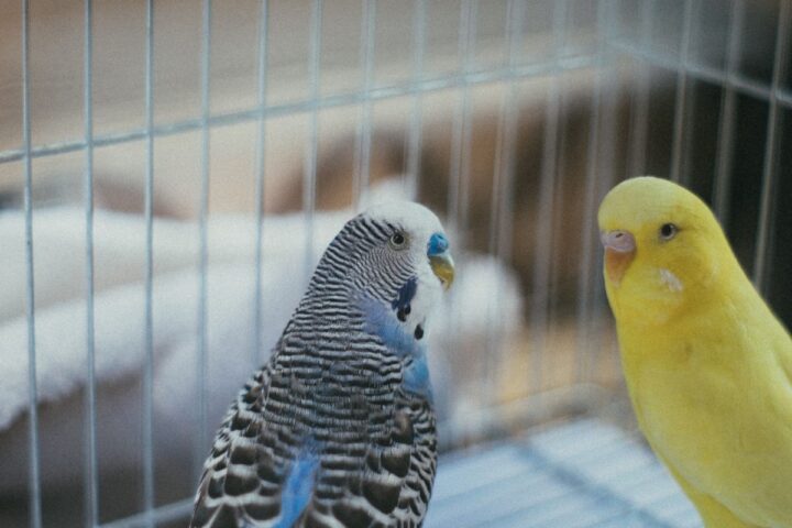 Two colorful pet birds perched inside a clean indoor cage