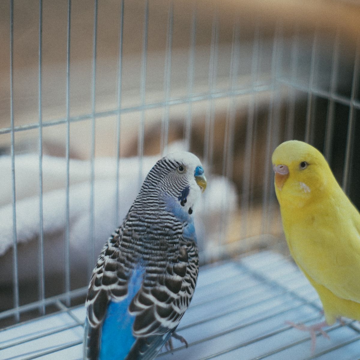 Two colorful pet birds perched inside a clean indoor cage