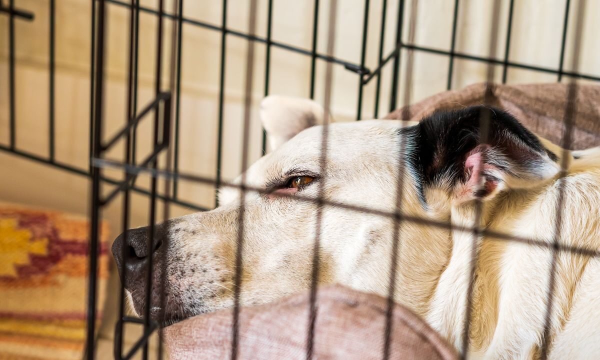 Dog resting inside a clean kennel while boarding conditions are evaluated