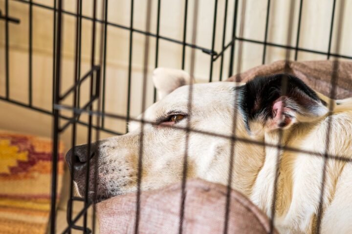 Dog resting inside a clean kennel while boarding conditions are evaluated