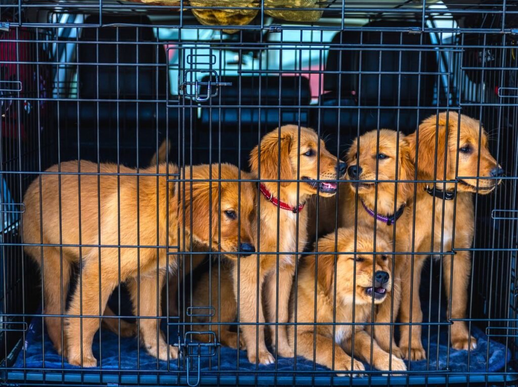 Golden retriever puppies secured inside a travel carrier in a vehicle