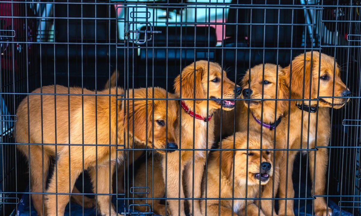 Golden retriever puppies secured inside a travel carrier in a vehicle