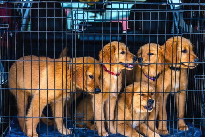 Golden retriever puppies secured inside a travel carrier in a vehicle