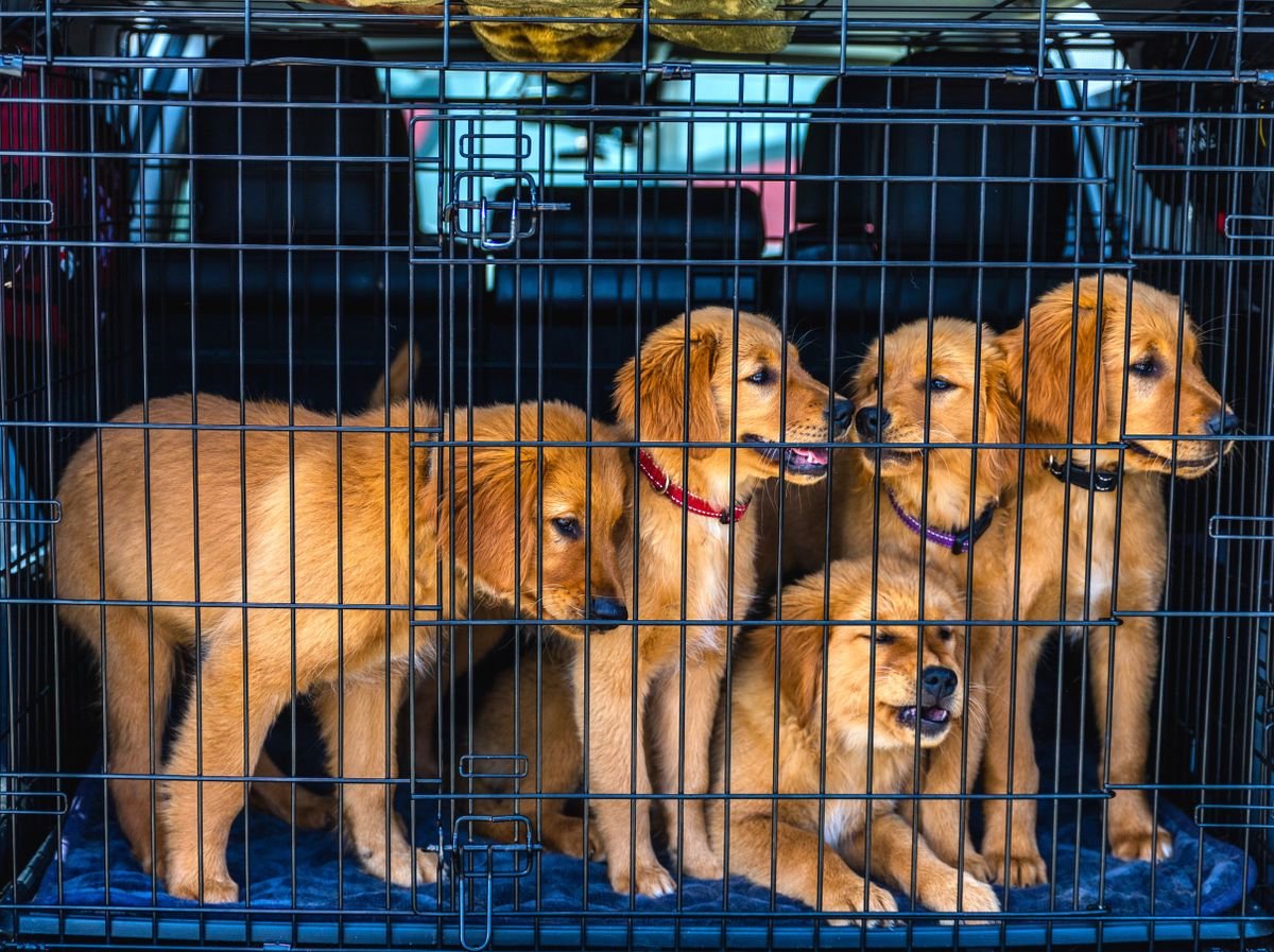 Golden retriever puppies secured inside a travel carrier in a vehicle