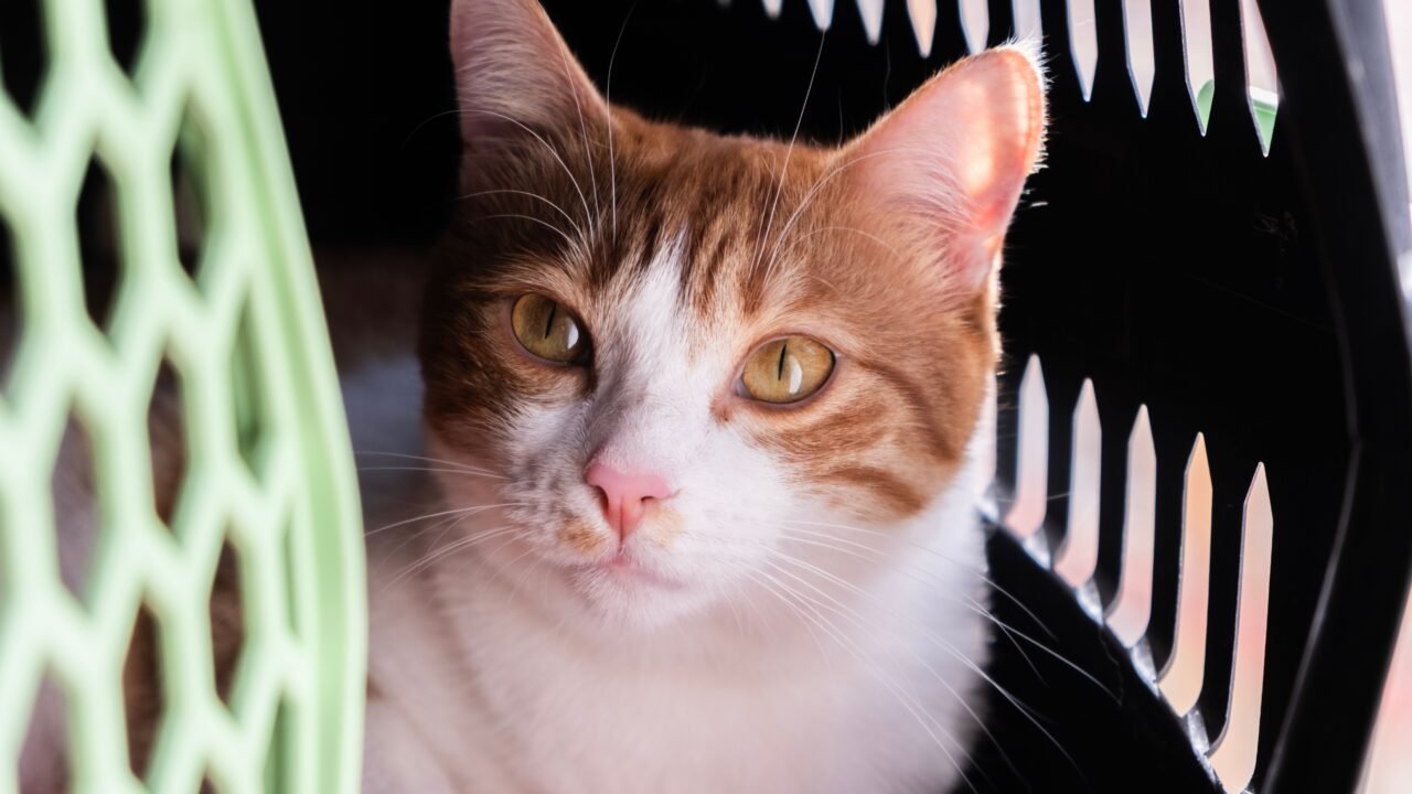Orange and white cat resting calmly inside a pet carrier
