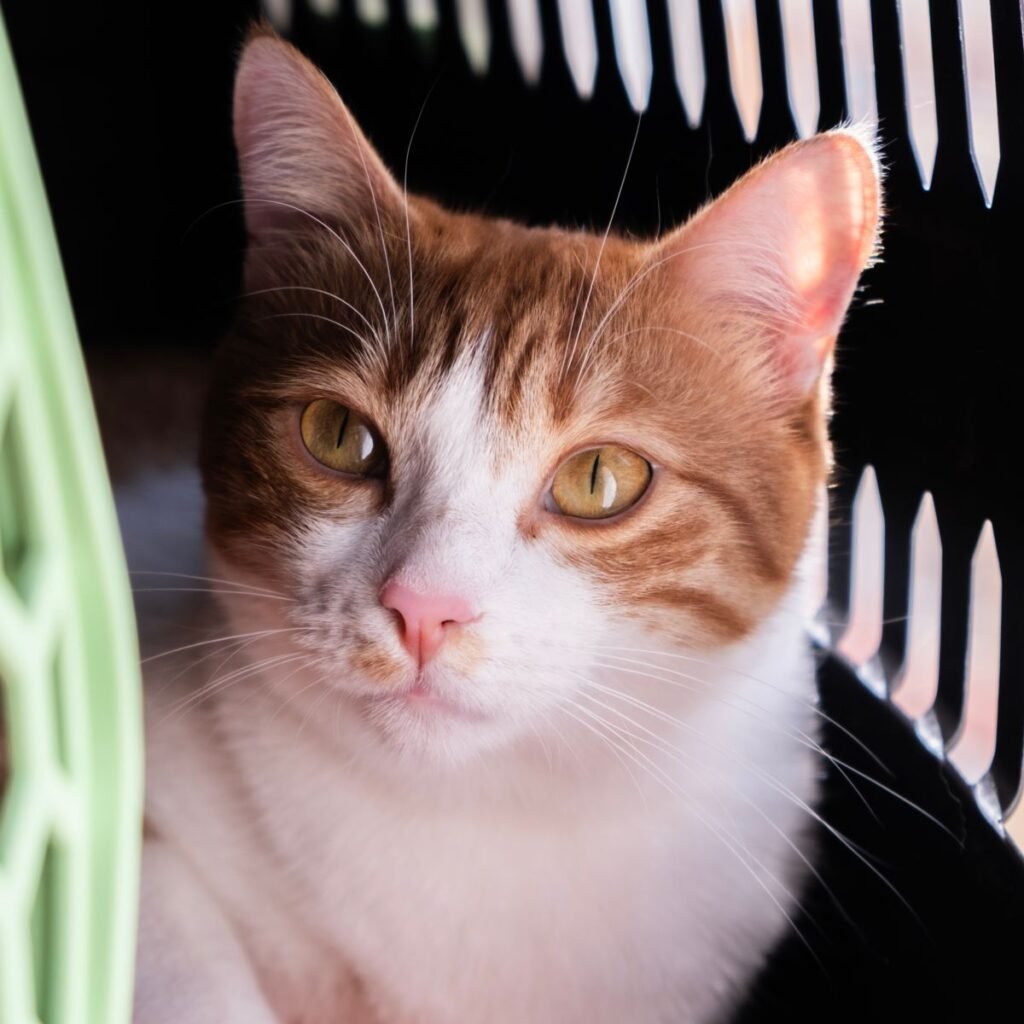Pet resting in a secure carrier prepared for emergency evacuation