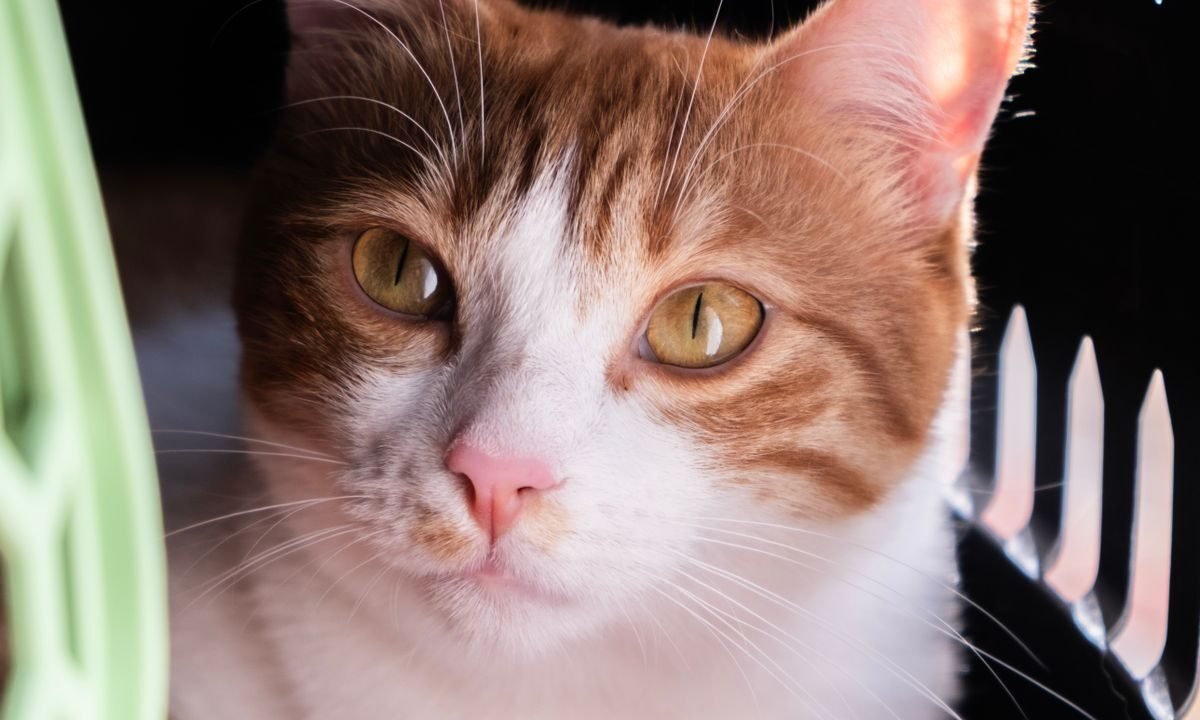 Pet resting in a secure carrier prepared for emergency evacuation
