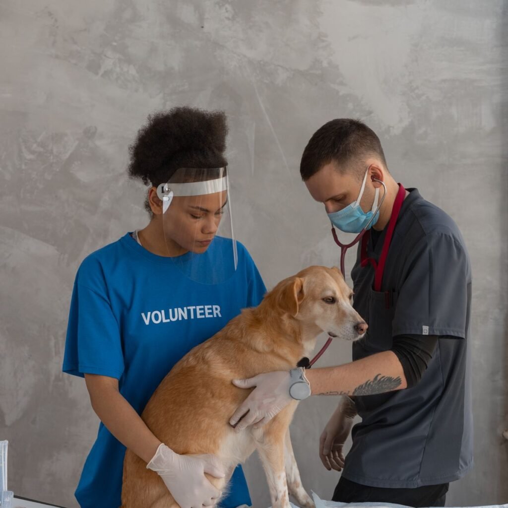 Veterinary team caring for a dog during a health assessment