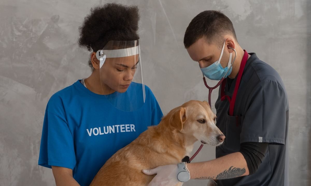 Veterinary team caring for a dog during a health assessment