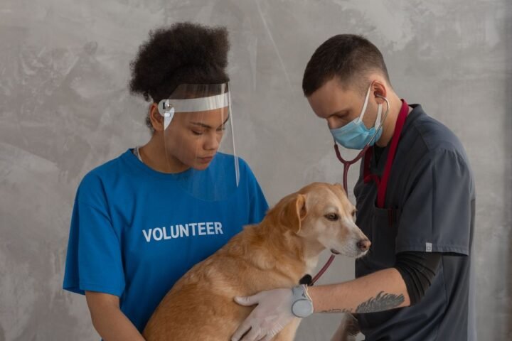 Veterinary team caring for a dog during a health assessment