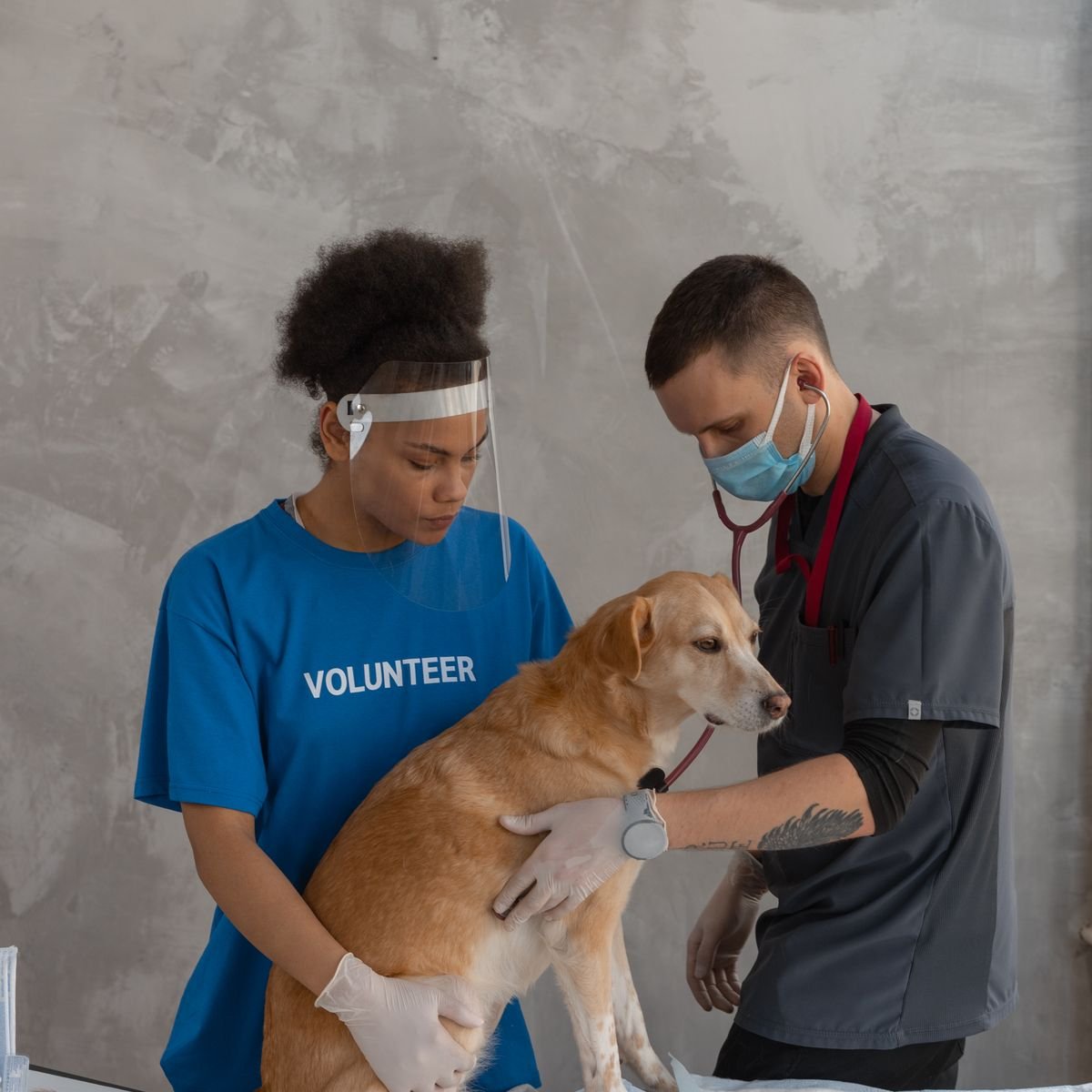 Veterinary team caring for a dog during a health assessment